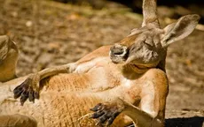 Ngộ nghĩnh kangaroo nằm tắm nắng 